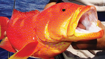 CRACKING CORAL TROUT - Live baits and soft vibes 