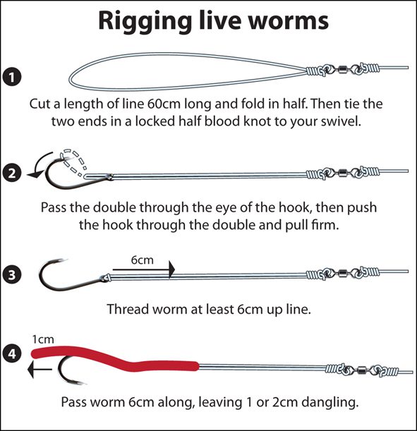 How not to get knotted when using worms - Bush 'n Beach Fishing Magazine