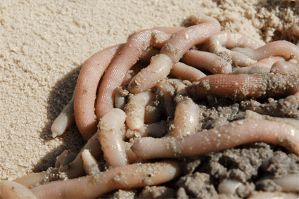 How not to get knotted when using worms - Bush 'n Beach Fishing