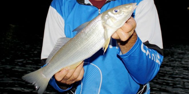 The Right Gear for Whiting - Bush 'n Beach Fishing magazine