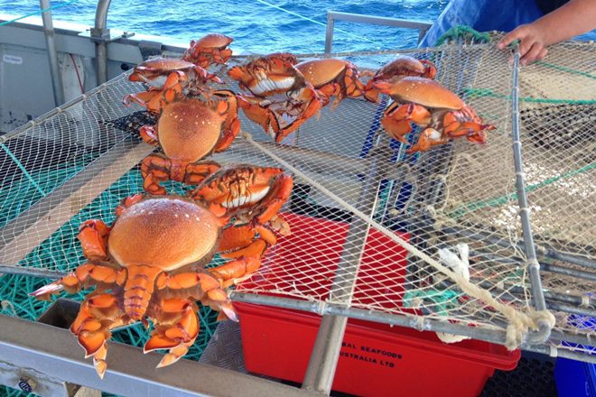 Spanner crabs off-limits in Queensland - Bush 'n Beach Fishing