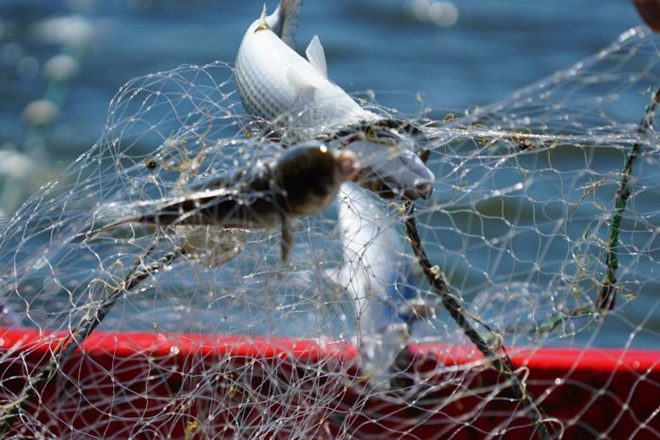 nsw commercial fishing reform