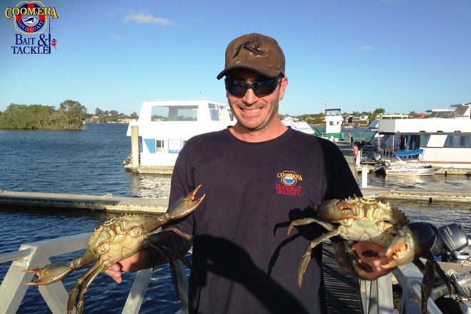 Large numbers of mud crabs on Gold Coast - Bush 'n Beach Fishing Magazine
