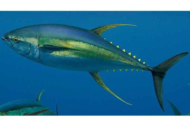global fish tuna