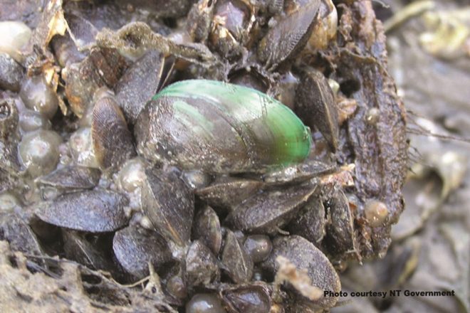 Asian green mussel Weipa