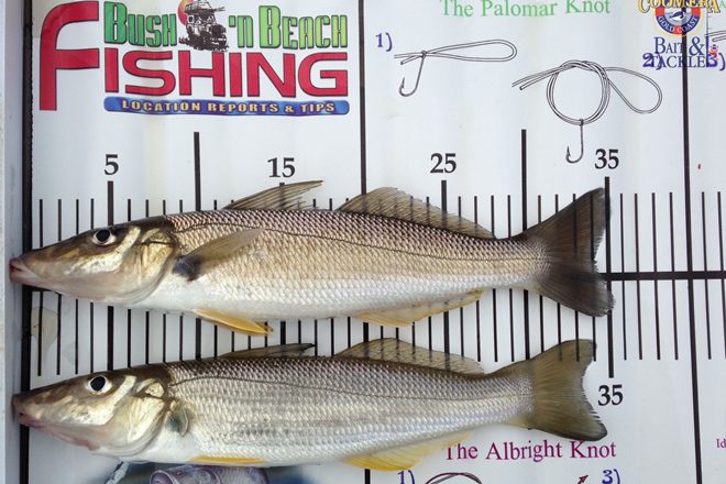 warm water species whiting
