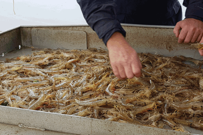 movement restrictions southeast qld prawns