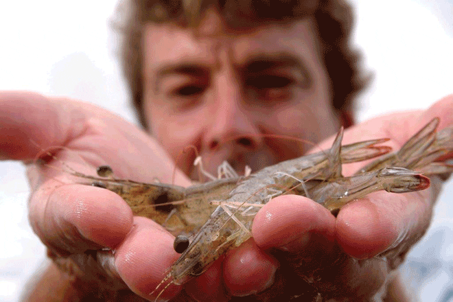 wild caught prawns right bait