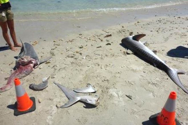 tiger sharks remains mutilated wa