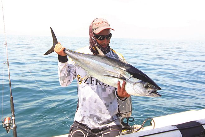 moreton bay tuna
