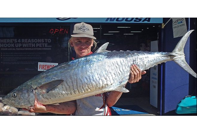 big spanish mackerel sunshine coast