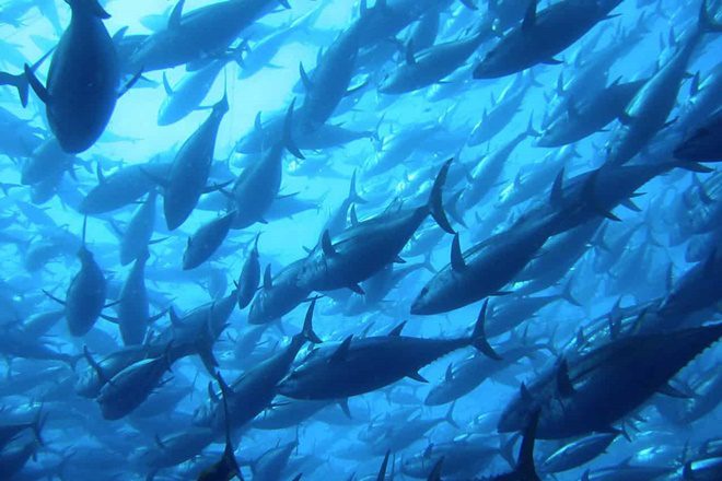 southern bluefin tuna csiro