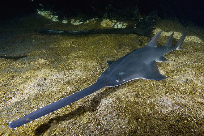 have you seen a sawfish