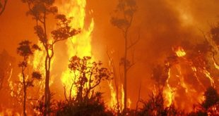 bushfire fire ban