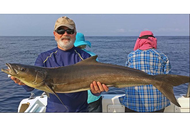 double island producing cobia