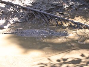 crocodiles cape york