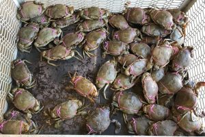 Commercial fishers fined $26,000 for taking female mud crabs - BNB Mag