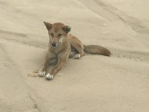 Dingo Fraser Island