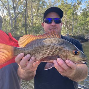 Chasing Mangrove Jacks - Tiny Creek 