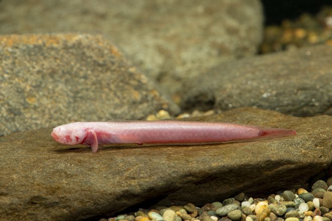 Bizarre, Rarely Seen 'Worm Goby' With No Eyes and Glass-Like Teeth