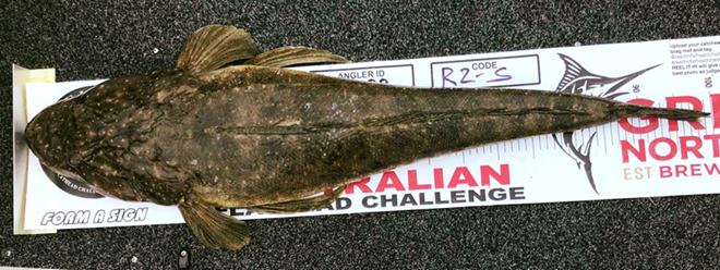 flathead