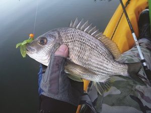 How to rig a weedless plastic - fishing tip with Paul Worsteling