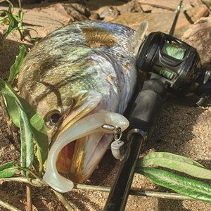 Catching barramundi on TT Lures SnakelockZ Jigheads 