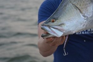 Lake Callide Barramundi – Tackle Tactics