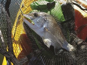 Gearing Up for Bream on Plastics – Tackle Tactics