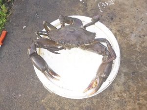 Nothing beats a feed of mud crabs while your fishing. - Noosa