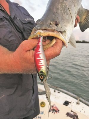 Warmer water for mangrove jack - Bush 'n Beach Fishing Magazine