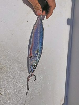 Live Bait Rig Tips for Marlin