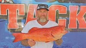 Noosa coral trout