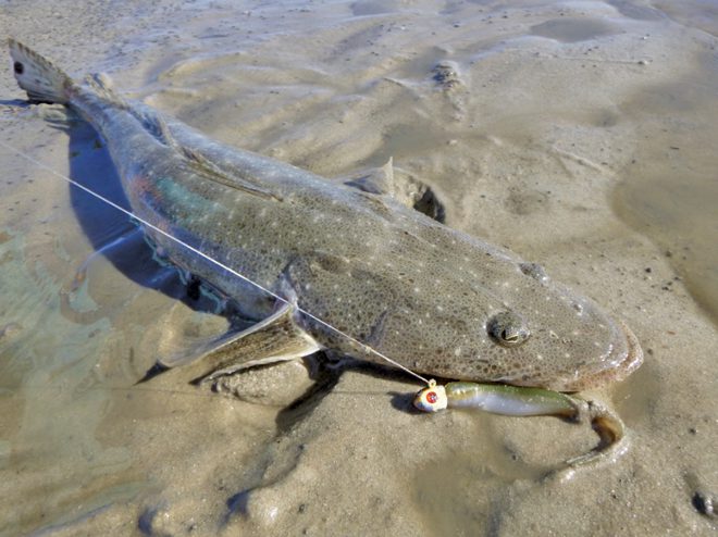 Tips for land-based flathead - Bush 'n Beach Fishing Magazine