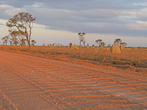 Cape York termite