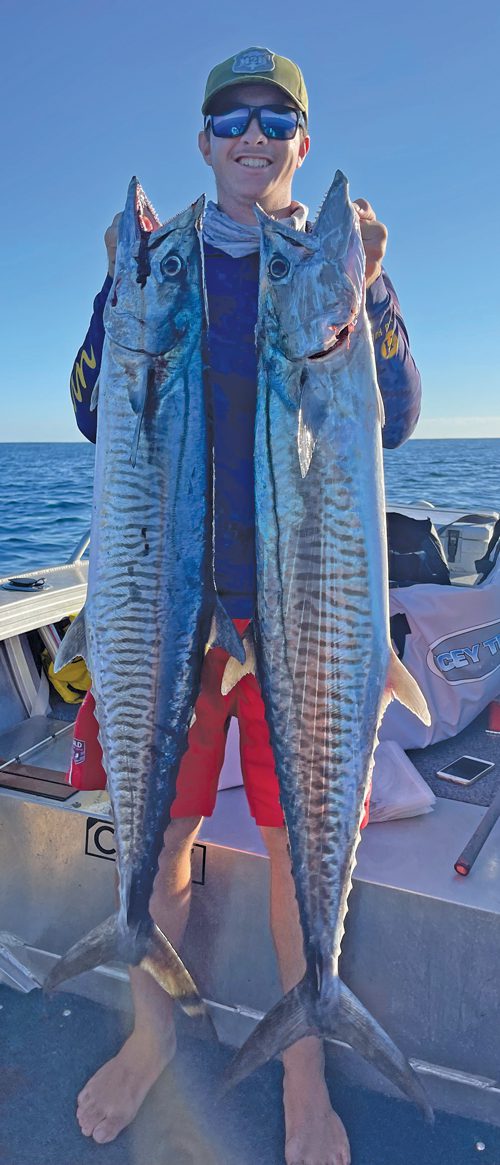 Gold Coast mackerel