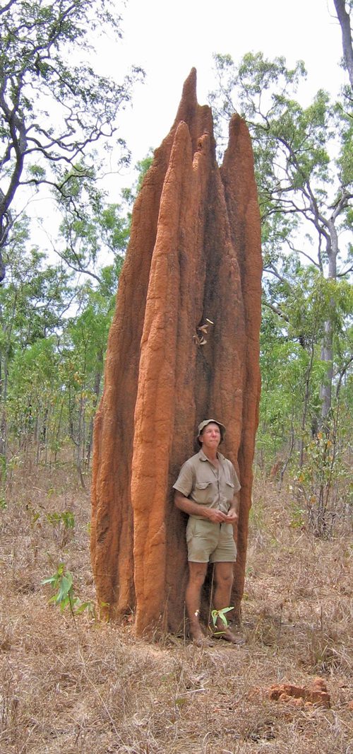 Interesting Facts About Cape York Termite Mounds Bush N Beach