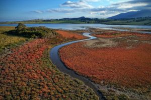 techniques Estuarine habitats