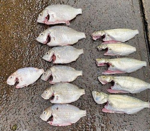 Mutilated Fish Seized