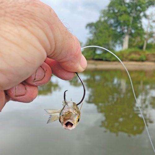 Brisbane River Bonanza