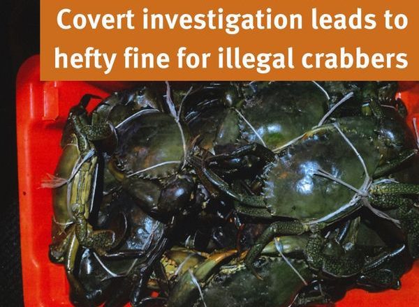 illegal crabbers