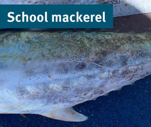 Difference between spotted and spanish mackerel - Bush 'n Beach