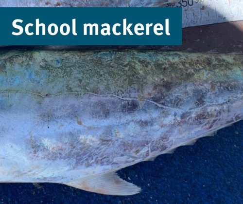 Mackerel species