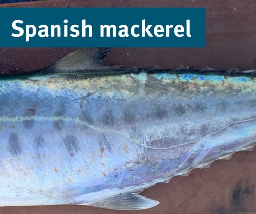 Mackerel species