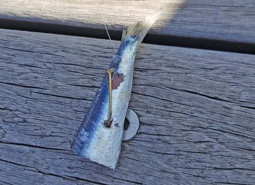 Fishing Moreton Bay after floods