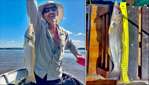 Noosa - weekly fishing report - Bush 'n Beach Fishing Magazine