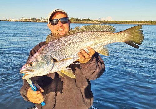 Flathead & jewfish