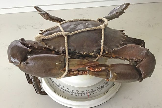 Crab Rigs – Tackle Tactics