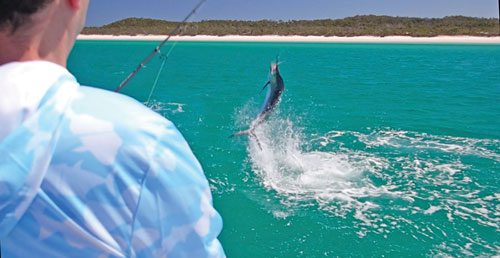 Mixing it up with marlin - Bush 'n Beach Fishing Magazine