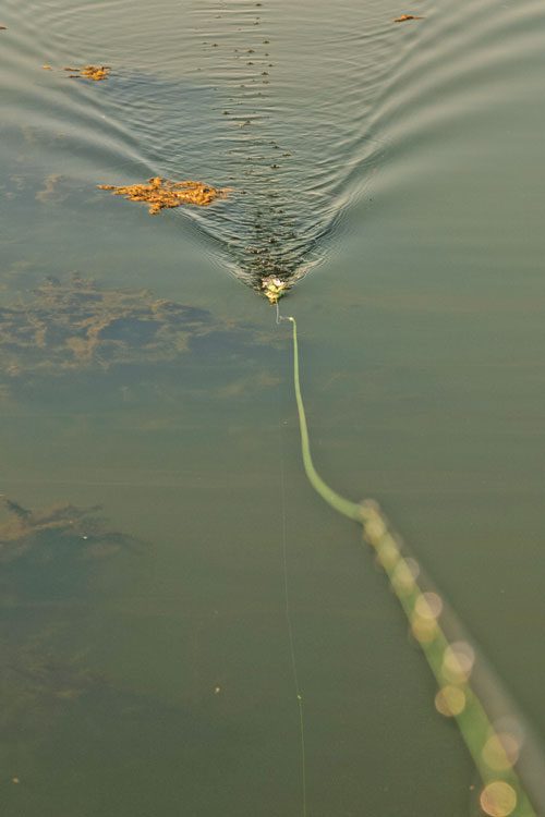 barramundi